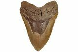 Huge, Fossil Megalodon Tooth - Foot Shark #199689-1
